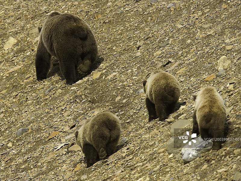 棕熊和三只幼崽在砾石坡上（后视图）图片素材