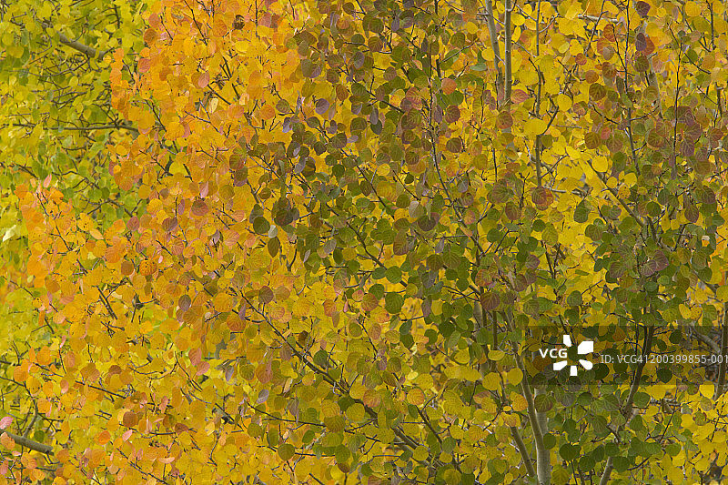美国科罗拉多州秋季白杨树全景图片素材