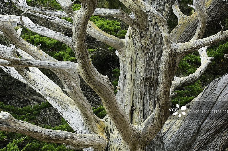 美国加利福尼亚州，饱经风霜的蒙特雷柏树树干特写图片素材