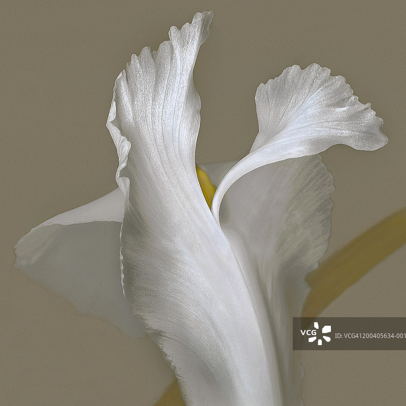 荷兰鸢尾花图片素材