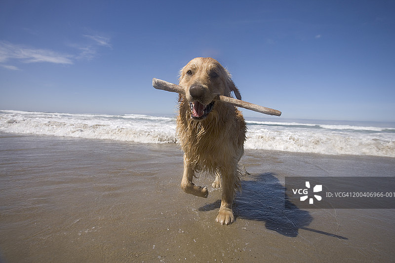 海滩上叼着树枝的金毛寻回犬图片素材