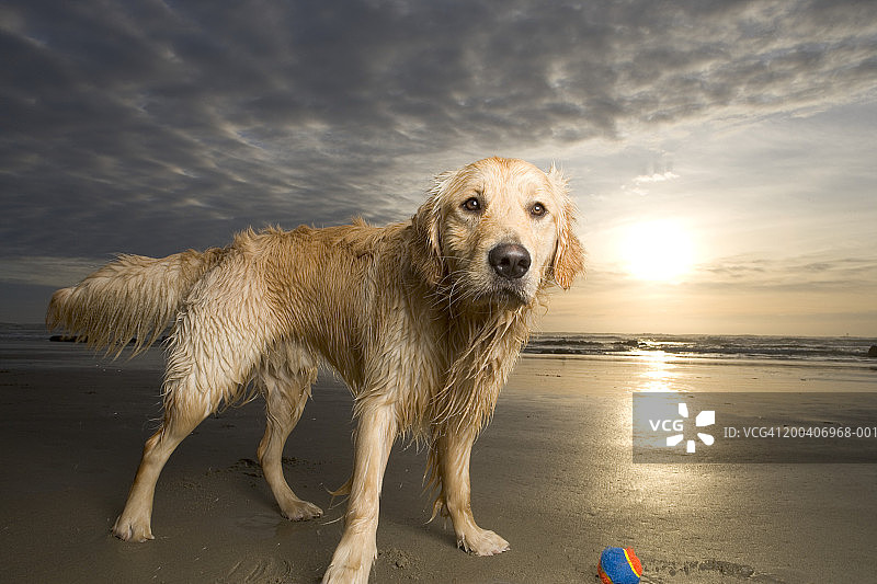 金毛寻回犬在日落时分的海滩上玩球图片素材