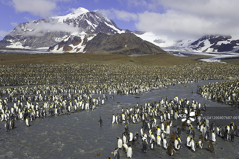 王企鹅在栖息地中过河图片素材