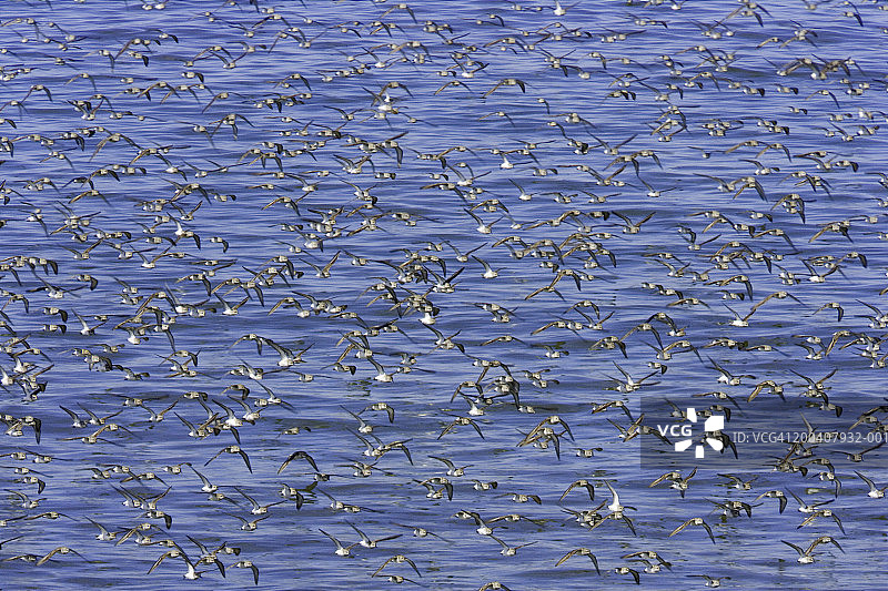秋季迁徙中的半蹼滨鹬图片素材