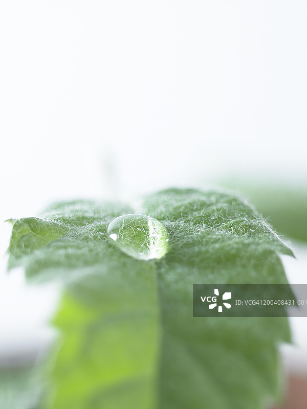叶子上的水滴图片素材