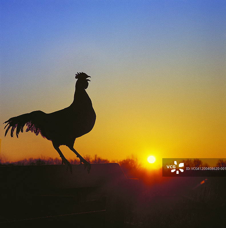 黎明时分在栅栏上啼叫的公鸡图片素材
