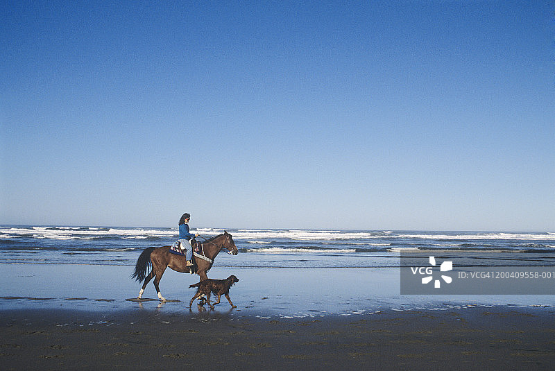骑在马背上，带着爱尔兰雪达犬的女人，在海滩上图片素材