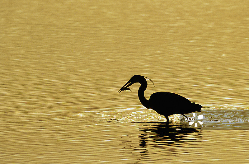嘴里叼着鱼的大白鹭（白鹭），剪影图片素材