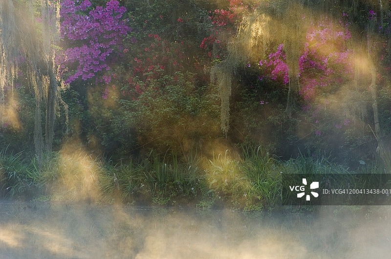 花园里的阳光图片素材