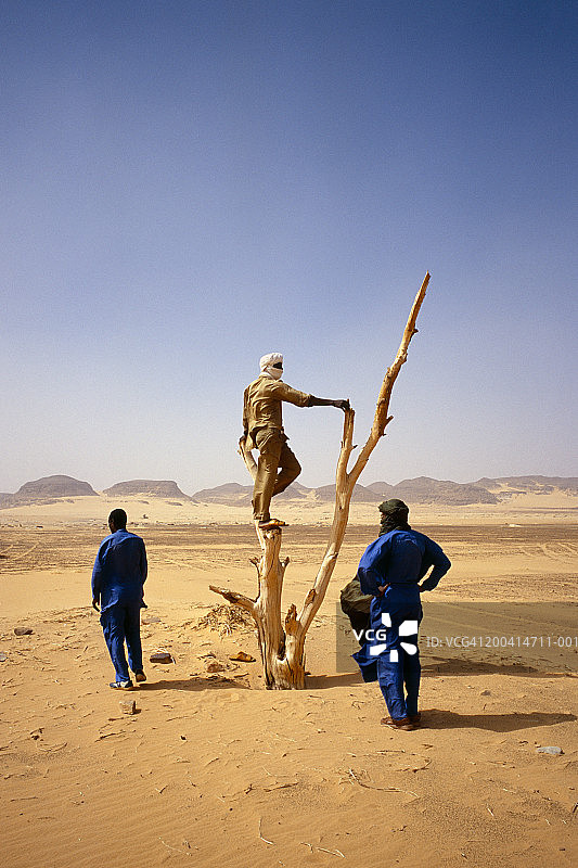 乍得，撒哈拉，穆尔迪洼地，三个男人，一个站在枯树上图片素材