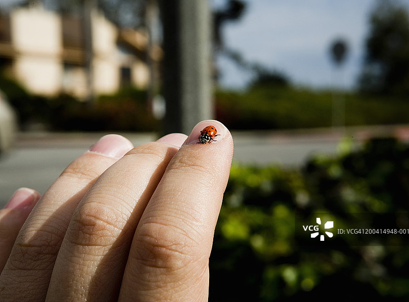 特写：男人手指上的瓢虫（Coccinellidae）图片素材