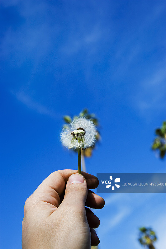 男人手持蒲公英，背景是棕榈树图片素材