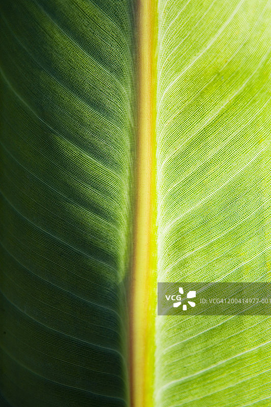 叶子细节图片素材