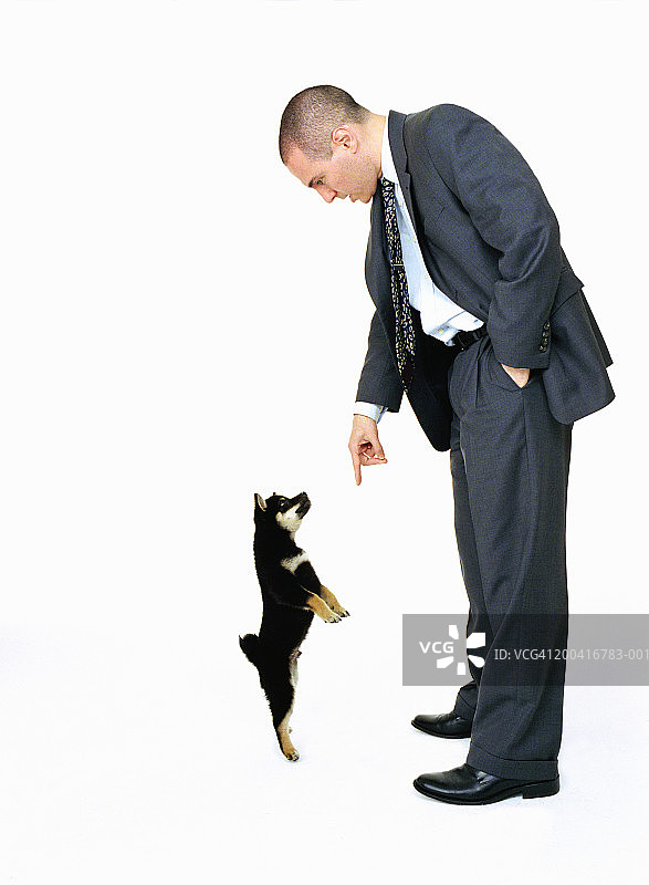 商人指向柴犬的侧面图片素材