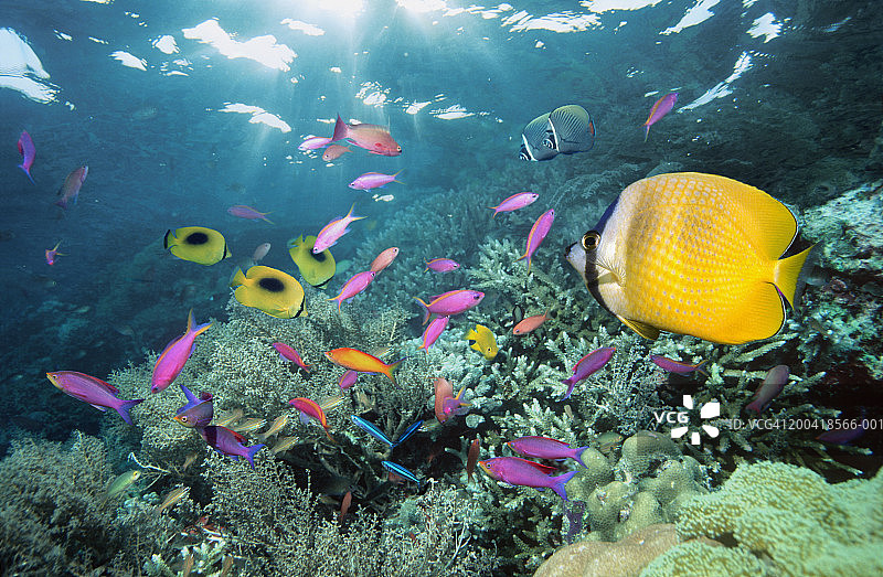 克氏蝴蝶鱼（数字合成图）图片素材