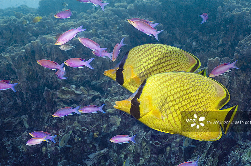 网纹蝴蝶鱼（数码合成图）图片素材