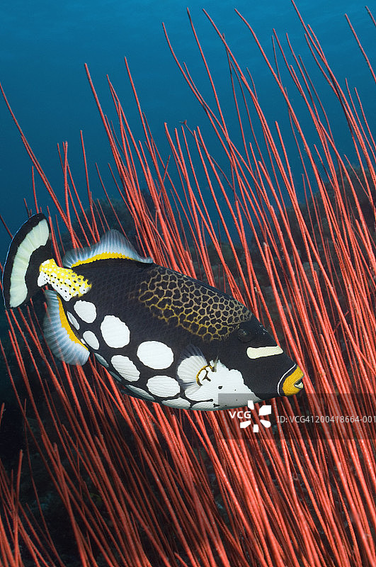 皇冠扳机鲀（数码合成图）图片素材