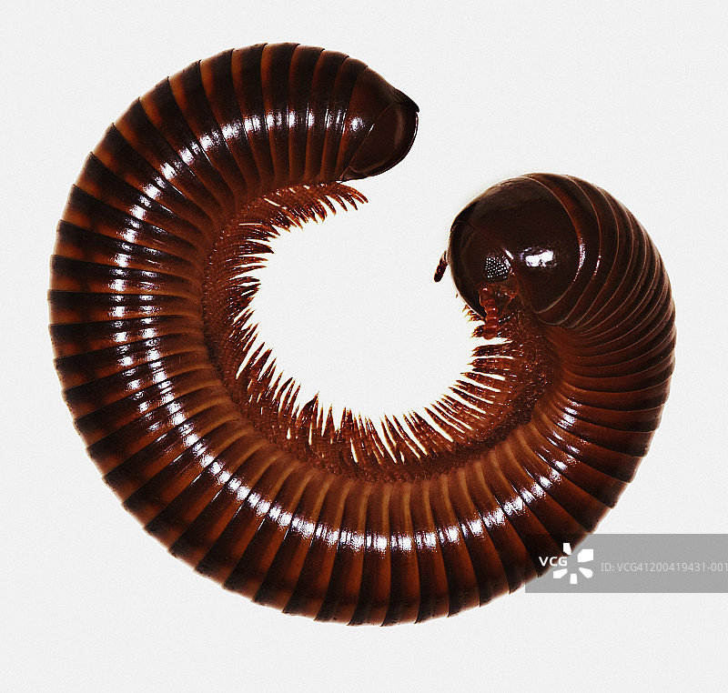 非洲大马陆特写图片素材