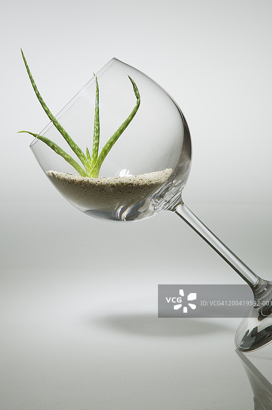 葡萄酒杯中的芦荟植物和沙子图片素材