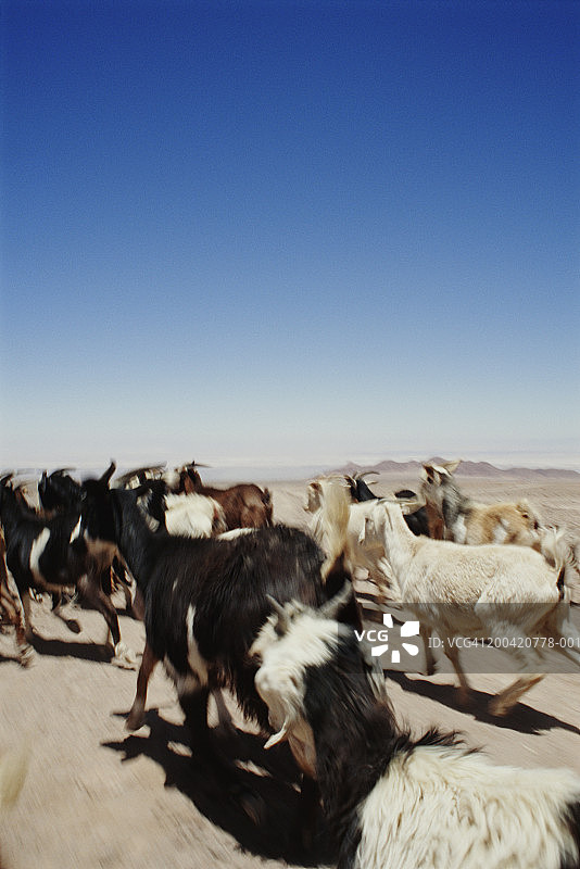 智利安托法加斯塔地区圣佩德罗·德阿塔卡马奔跑的山羊图片素材