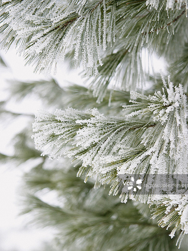 雪覆盖的松树枝特写图片素材