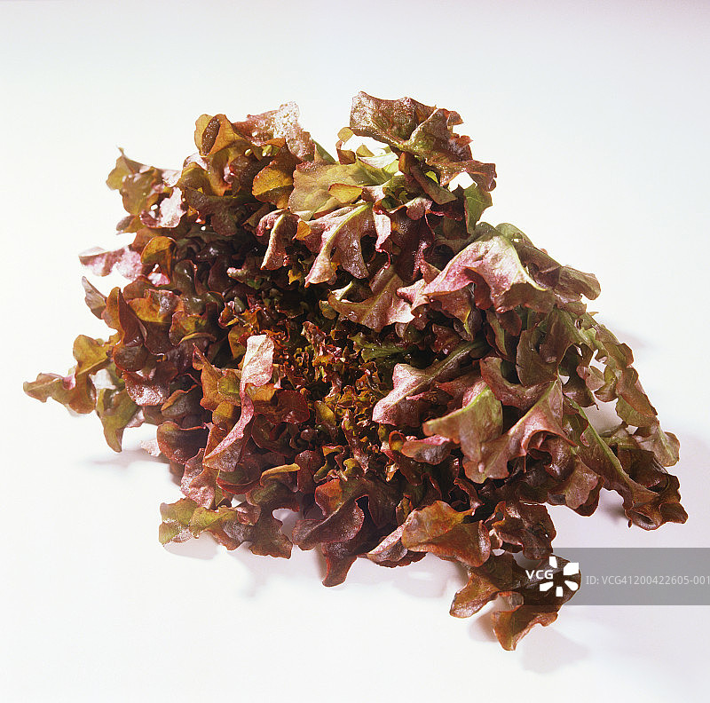 橡叶生菜图片素材