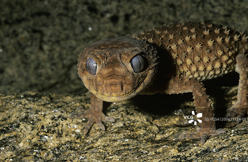 柄尾壁虎(Nephrurus levis)图片素材