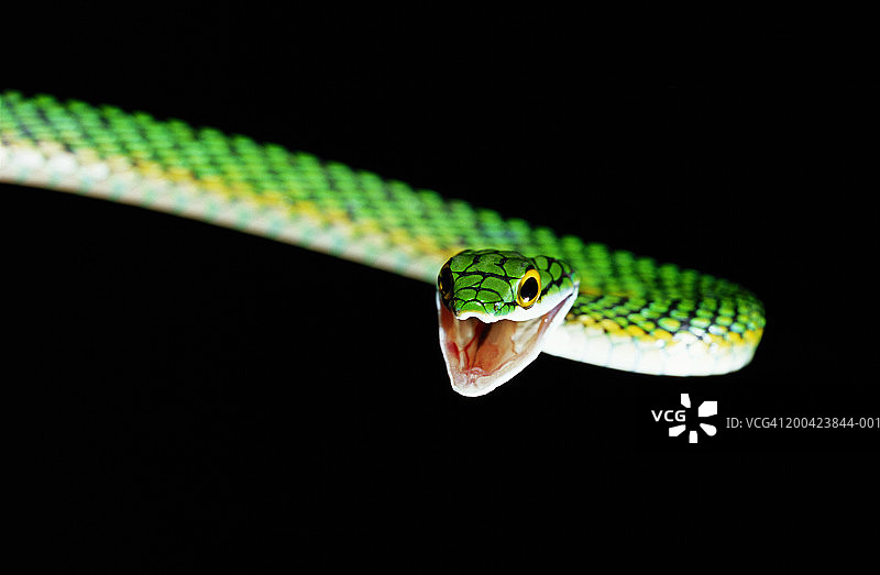 鹦鹉蛇（Leptophis ahaetulla）特写图片素材