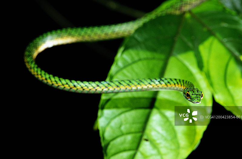 叶子旁的鹦鹉蛇（Leptophis ahaetulla）特写图片素材