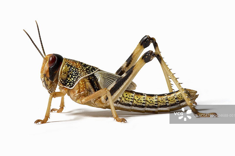 蝗虫（Acrididae科）特写侧视图图片素材