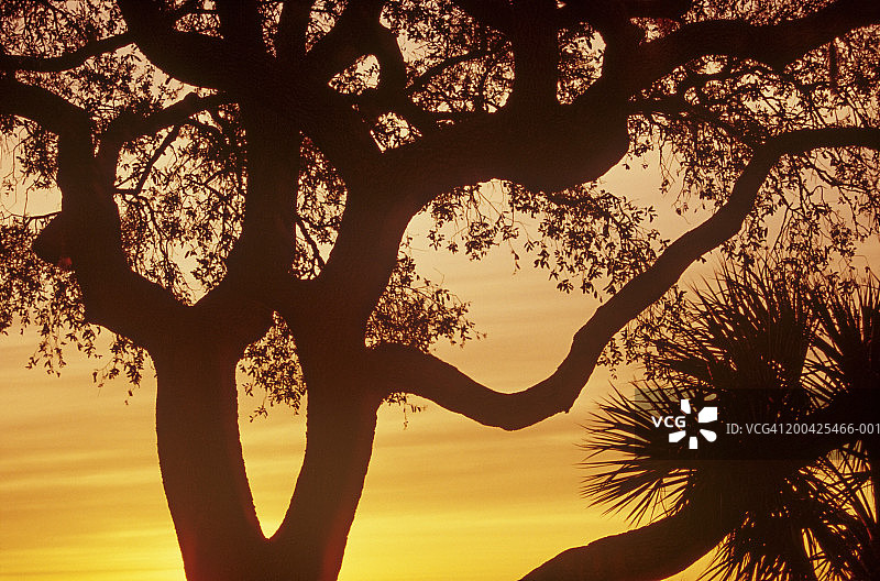 维吉尼亚栎树的轮廓剪影，日落时分图片素材