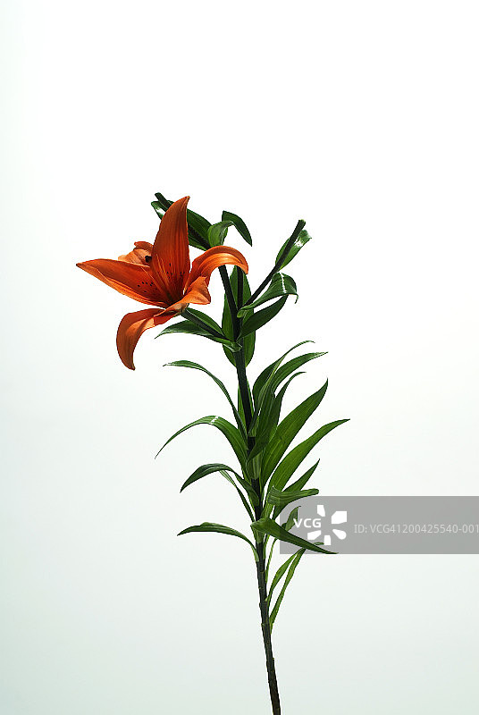 百合花图片素材