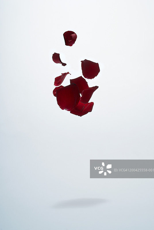 玫瑰花瓣图片素材