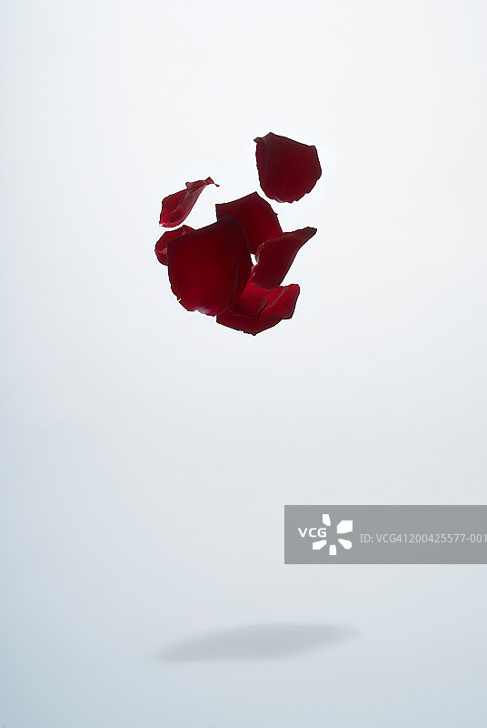 玫瑰花瓣图片素材