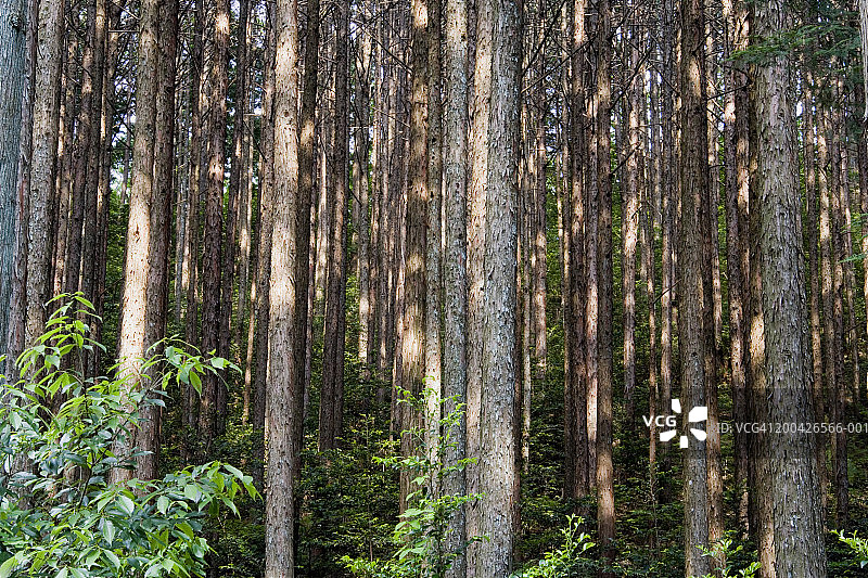 日本静冈县本川根柳杉林图片素材