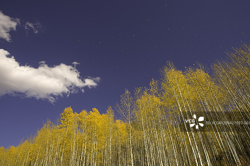 美国科罗拉多州鲁特县：风中飘动的白杨树叶图片素材