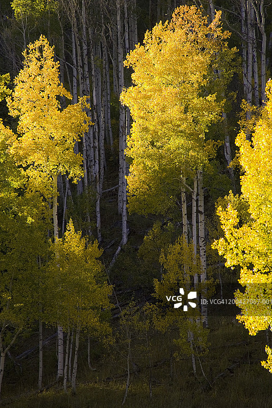 美国科罗拉多州鲁特县秋季的白杨树图片素材