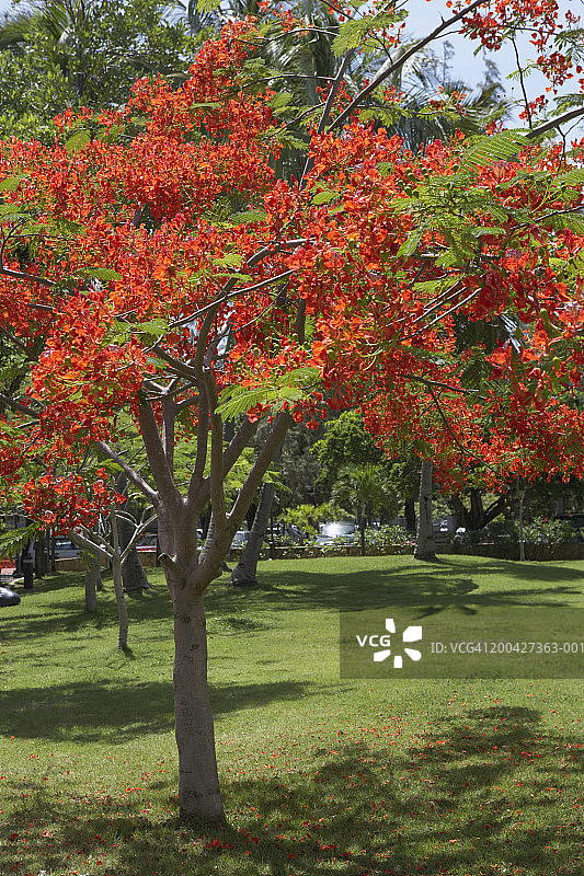 公园里的凤凰木图片素材