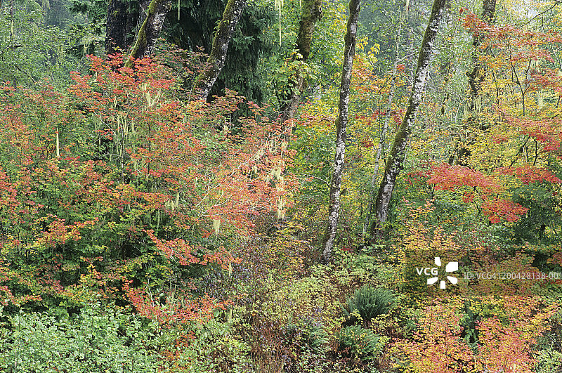 美国华盛顿州秋季的槭树和红桤木图片素材