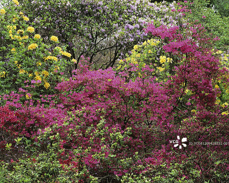 美国华盛顿州西雅图华盛顿公园植物园的杜鹃花品种图片素材