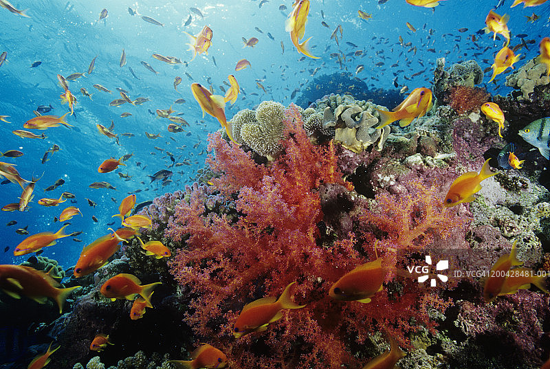 埃及红海珊瑚礁旁的鳞斑燕鱼图片素材