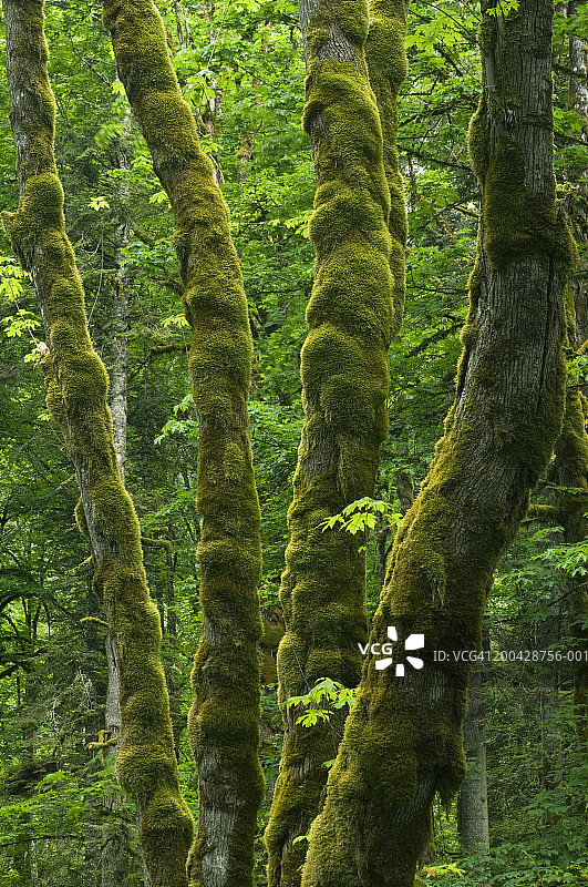 大叶枫树图片素材