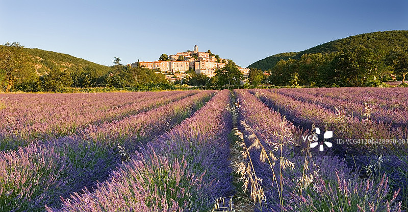 法国普罗旺斯薰衣草田，远处是巴农村庄图片素材