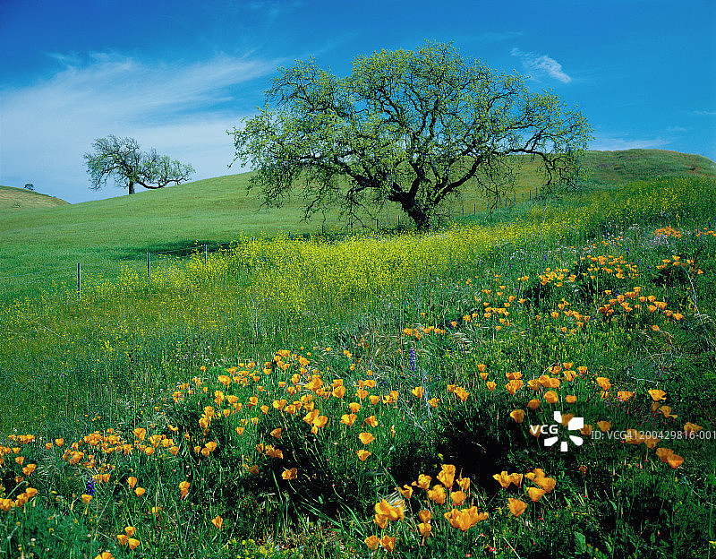 美国加利福尼亚州帕索罗布尔斯地区，加利福尼亚州中部图片素材