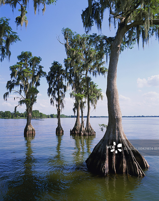 湖岸边的落羽杉树图片素材
