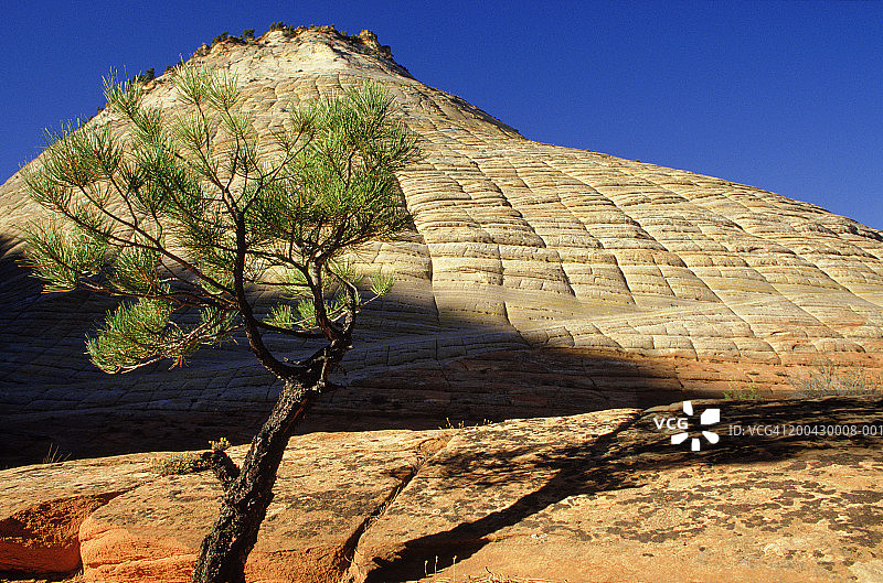美国犹他州锡安国家公园棋盘台地图片素材