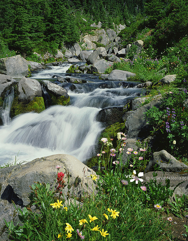 美国华盛顿州瑞尼尔山国家公园天堂草原图片素材