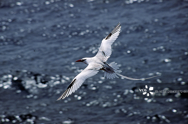 厄瓜多尔加拉帕戈斯群岛白尾热带鸟飞越海洋图片素材