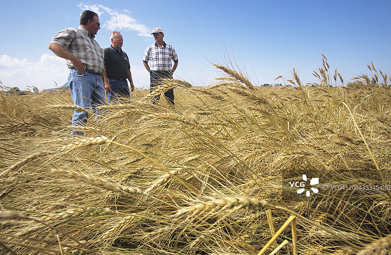 在麦田里与顾问交谈的农民（聚焦小麦）图片素材