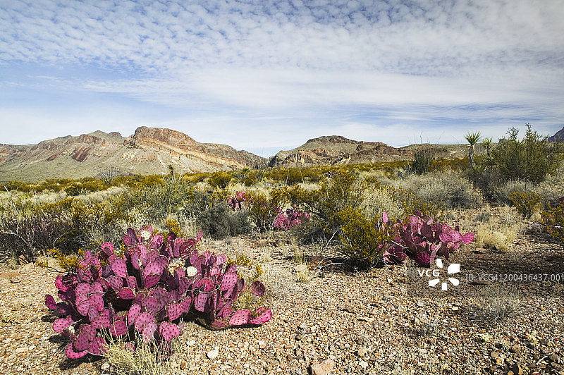 美国德克萨斯州大本德国家公园沙漠风光图片素材